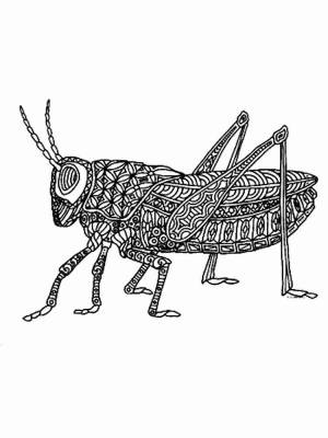 Раскраски Кузнечик Aнтистресс