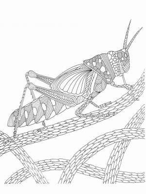 Раскраски Кузнечик Aнтистресс
