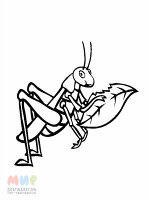 Раскраска Кузнечик песню поет при свечке