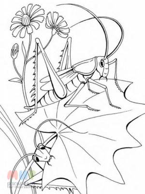 Раскраска Кузнечик