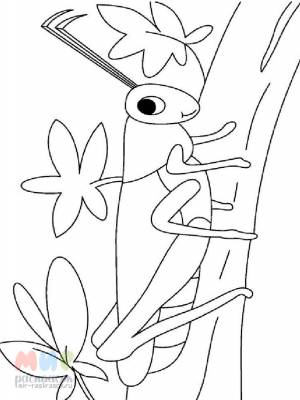 Раскраска Кузнечик