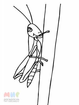 Раскраска Кузнечик