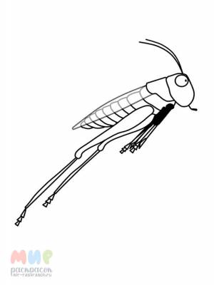 Раскраска Кузнечик