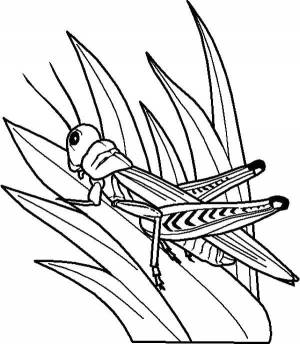Раскраски Раскраска Кузнечик прыгнул на траву Насекомые