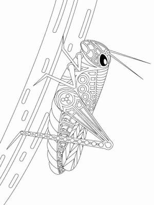 Раскраски Кузнечик Aнтистресс