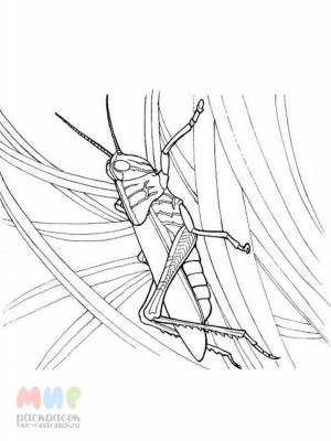 Раскраска Кузнечик песню поет при свечке