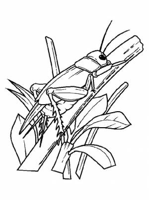 Раскраска Кузнечик
