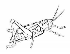 Раскраски насекомые на праздники