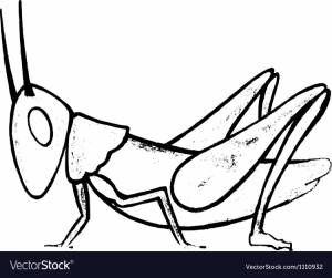 Кузнечик раскраска для детей