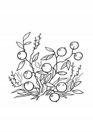 Раскраски Клюква для детей