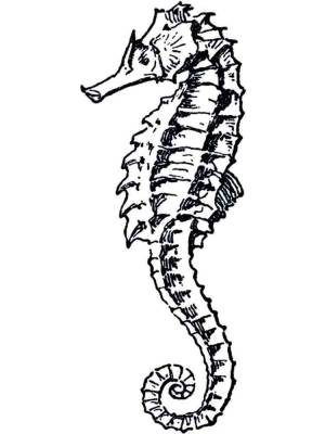 Раскраска Морской конек