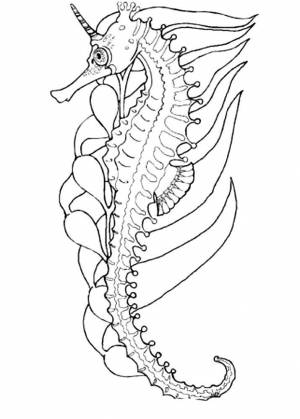 Раскраска морской конек  и