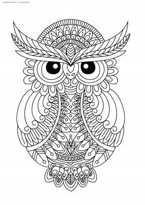 Раскраска Фн