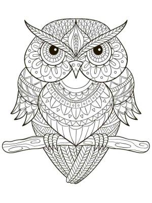 Раскраски Сова Антистресс