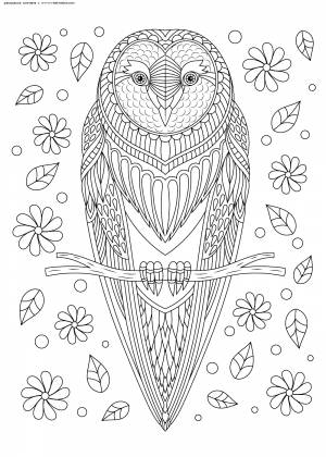 Раскраска Сова на ветке