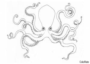 Раскраска Осьминог