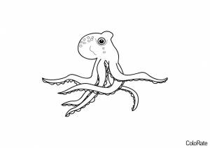 Раскраска Осьминожка что-то подозревает