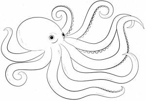 Раскраска Осьминог