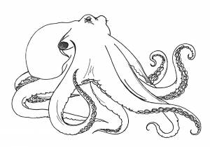 Раскраска Осьминог