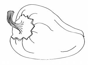 Раскраска Перец