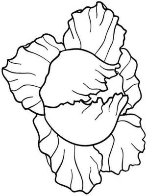 Раскраски Капуста