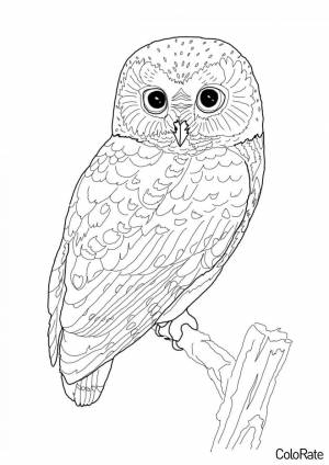 Раскраска Прекрасная сова