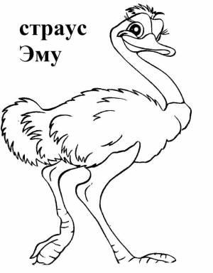Раскраска Птицы