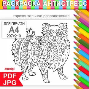 Симпатичный Шпиц