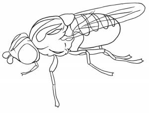 Раскраски муха, Раскраска Муха в профиль муха