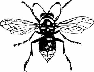 Раскраски Раскраска Муха Контуры насекомые Еда