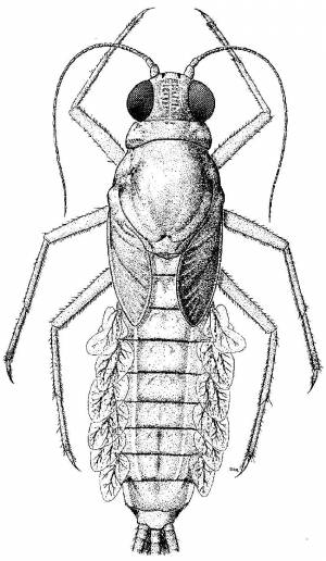 Раскраски Раскраска Муха Контуры насекомые на праздники