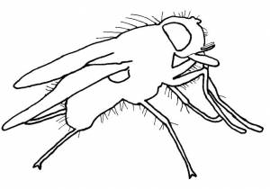 Раскраски муха, Раскраска контур мухи муха