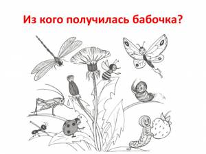 DataLife Engine > Версия для печати > Раскраски животные птицы насекомые для взрослых