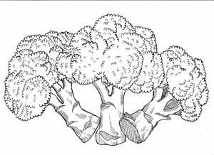 Брокколи Handdrawn иллюстрация штока