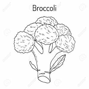 Broccoli Brassica Oleracea , Edible Green Plant Клипарты, SVG, векторы, и Набор Иллюстраций Без Оплаты Отчислений