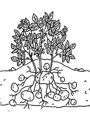 Раскраски Картофель