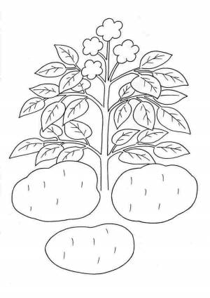 Картофель картинка раскраска