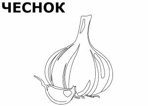 Чеснок раскраска