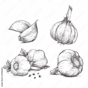 Чеснок рисунок карандашом