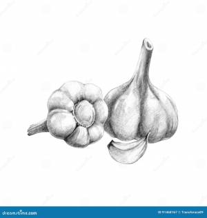 Чеснок иллюстрация штока