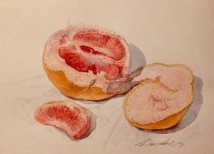 Иллюстрация amp;Грейпфрут в стиле академический рисунок