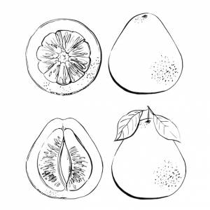 Цитрусовые черная линия, нарисованная на белом фоне цветной векторный рисунок фруктов кафрский лайм, помело, грейпфрут, апельсин, мандарин