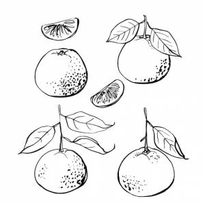 Цитрусовые черная линия, нарисованная на белом фоне цветной векторный рисунок фруктов кафрский лайм, помело, грейпфрут, апельсин, мандарин