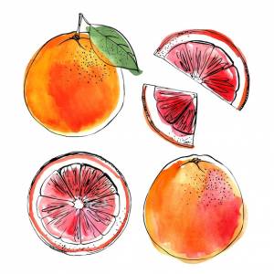 Черная линия грейпфрута на белом фоне цветной векторный рисунок фруктов цитрусовые