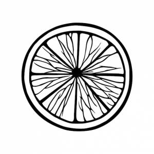 Апельсиновый грейпфрут цитрусовые линии искусства изолированные рисованной иллюстрации