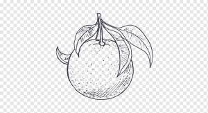 Грейпфрут Пищевой рисунок Leaf Sketch, грейпфрут, карандаш, ветка, монохромный png