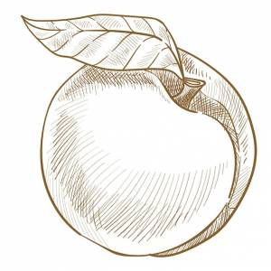 Персик  нектарин, изолированный экологически чистый продукт