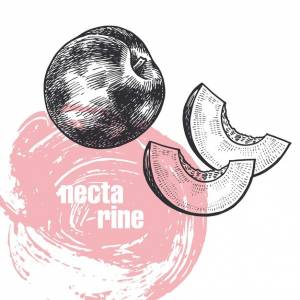 Нектарин реалистичная векторная иллюстрация фруктов, изолированных на белом фоне винтаж