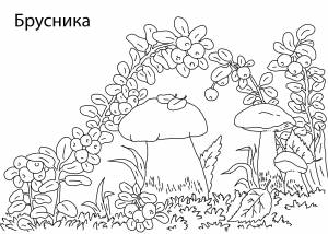 Раскраски Раскраска Брусника ягоды картофель