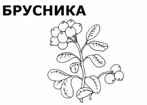 Раскраска Брусника для детей  и